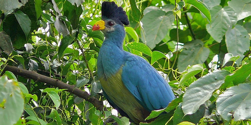 Kibale Birding Tour