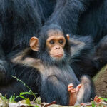 Wild Chimpanzee