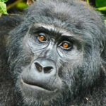 Bwindi Mountain Gorilla